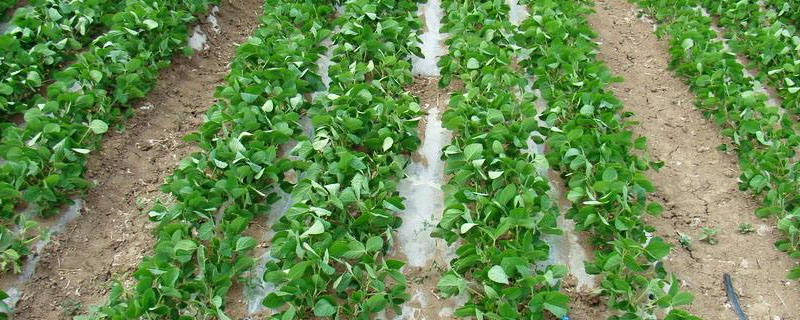 大豆茎不能逐年加粗原因是没有什么？
