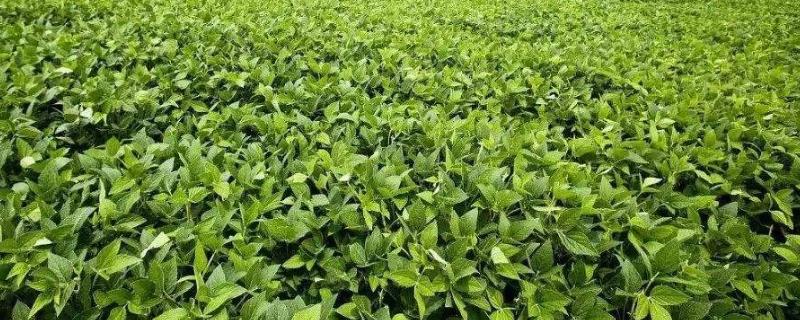 大豆叶面喷施尿素亩用量多少 多大比例较好