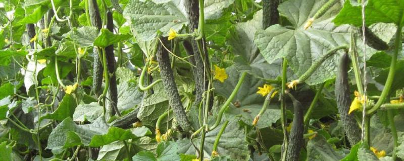 2月适合种植什么菜 2月适合种植什么水果