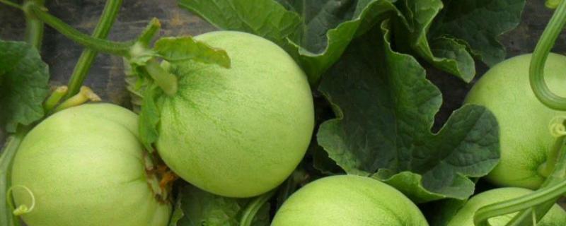 甜瓜怎样快速增甜 增瓜灵什么时候喷合适