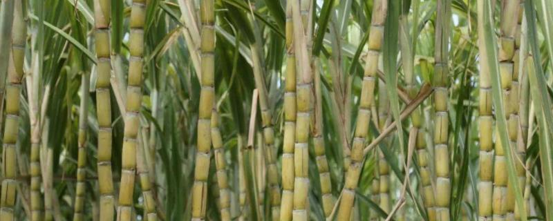 甘蔗育苗方法和时间 温度控制在多少合适
