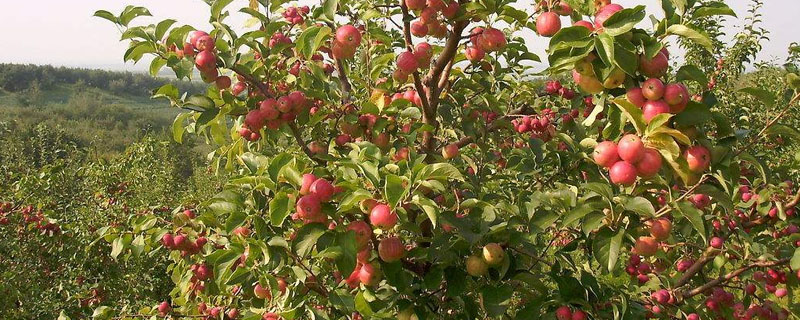 天达2116有控旺作用吗？