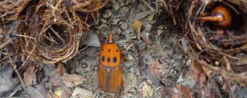 锈色棕榈象与竹虫的区别？ 棕榈象鼻虫有毒吗？