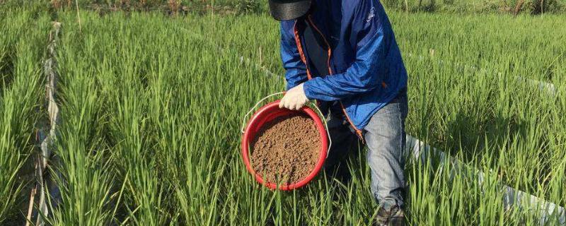有机肥一亩地上几袋 在什么时候施比较好
