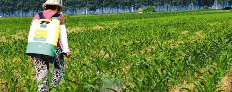 灭草松对玉米有药害吗 对下茬作物有影响吗?