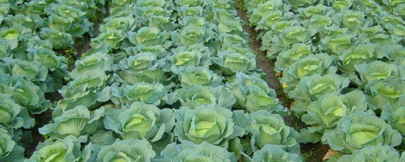 甘蓝病害图片及防治 适合什么时候种植 和包菜有什么区别？？