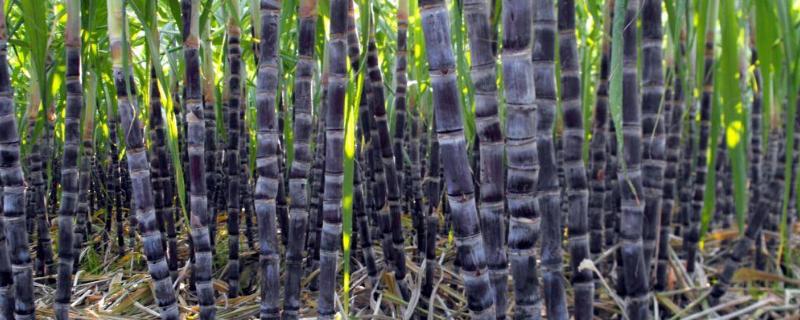 甘蔗施什么肥料长的粗大 附施肥时间和多久?