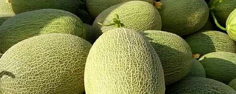 7月份可以种哈密瓜吗 附哈密瓜的种植多久？