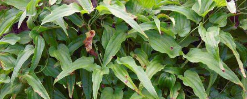 百部种植技术 适合在哪些地方种植