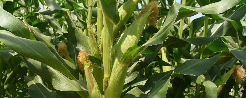 玉米需要什么样的含量肥料 附玉米肥料的配方比例