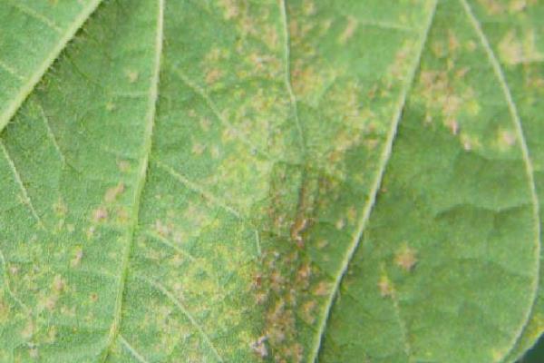 黄豆病害图谱及防治多久？