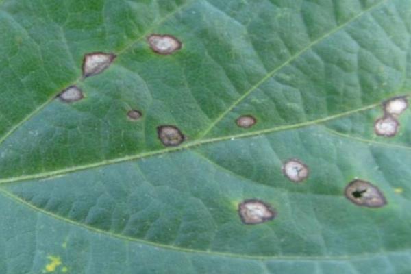 黄豆病害图谱及防治多久？