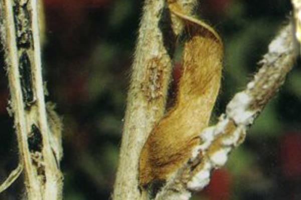 黄豆病害图谱及防治多久？