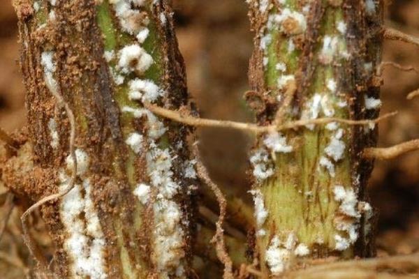 黄豆病害图谱及防治多久？