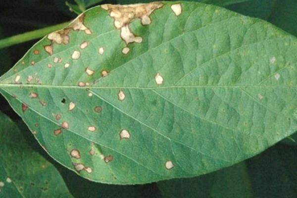 黄豆病害图谱及防治多久？