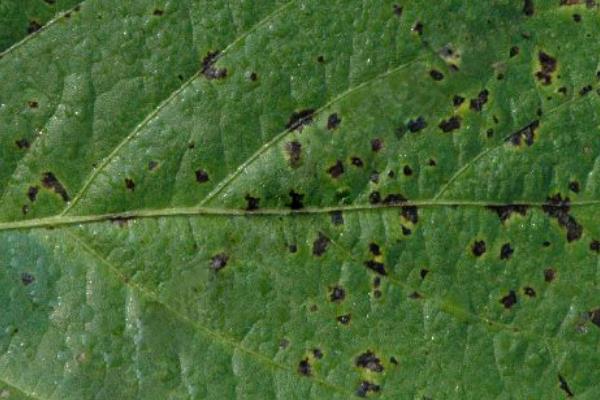 黄豆病害图谱及防治多久？