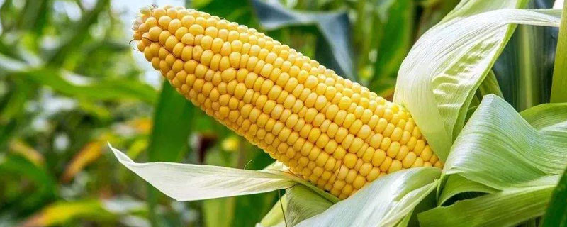 利合228玉米种积温多少?