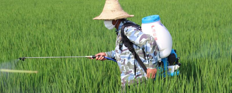 稻纵卷叶虫用什么药最有效 什么时候防治效果好