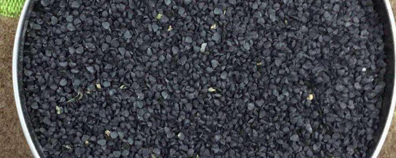 韮菜籽种植的栽培技术 几天能发芽