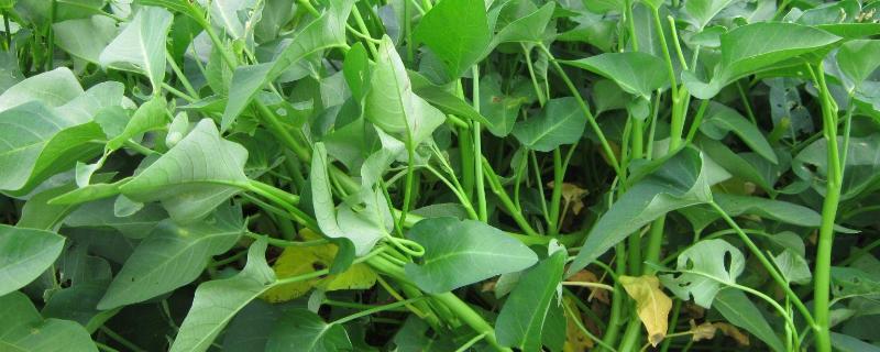空心菜栽培技术 陆地如何种植