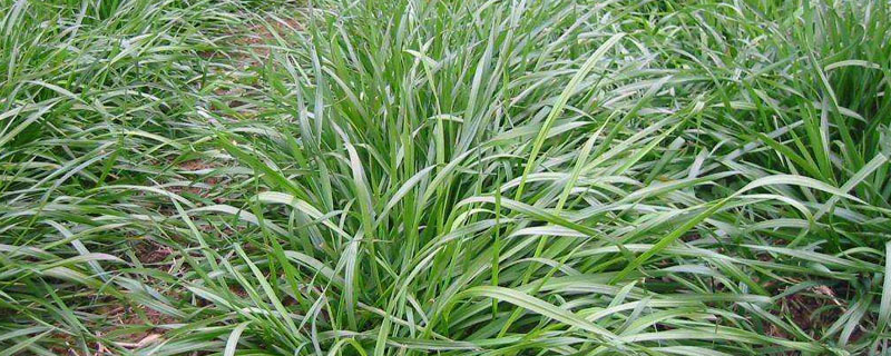 黑麦草冬天会冻死吗？