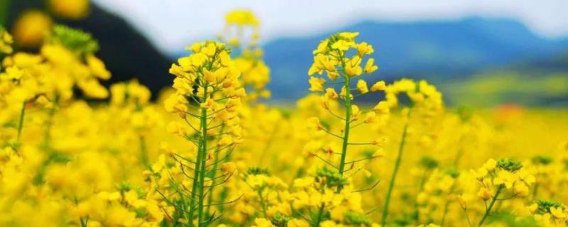 油菜杂交制种技术 附病虫害综合防治