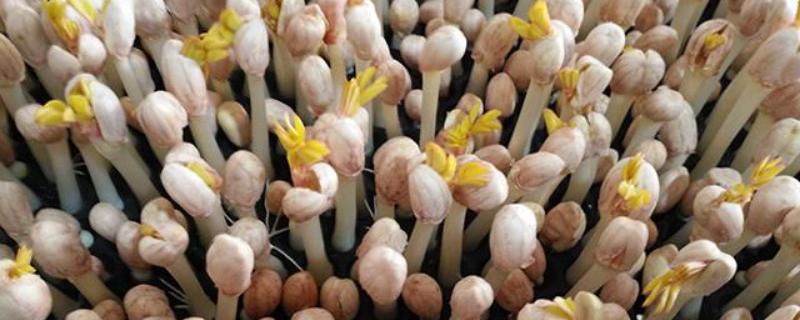 花生有芽苗都几天了 就是不露土面是怎么回事