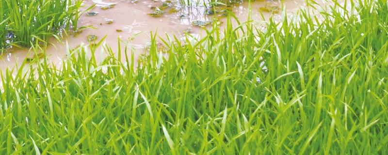 秧苗白化苗是怎么回事 如何防治