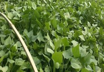 香椿怎样种植（香椿种植技术要点）