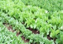 有机铜与无机铜的区别？