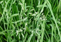 大白菜滞销问题科学贮藏能缓解