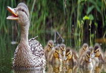 玉米收割机什么品牌好