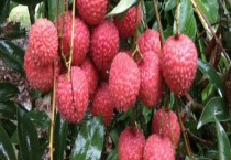 荔枝在我国的主要产地和成熟季节（几年才可以挂果）