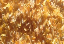 榕树盆景栽培方法