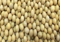 猕猴桃嫁接后管理技术