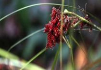 小麦不同生育阶段需肥规律