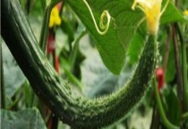 扁桃采收后的管理技术