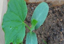 寒冬大棚蔬菜病害的发生条件