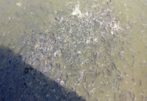 高密度养殖 高密度养殖