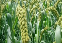 西兰花侧枝管理技术