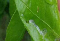 光棍树怎么种（光棍树的种植技术）