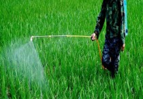 水稻二化螟防治特效药（是什么原因引起的（什么时候防治效果好）