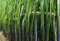 鸡蛋花怎么养（鸡蛋花的养殖方法）