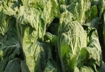 茴香怎么种高产（茴香高产栽培技术）