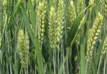 夏玉米什么时候种植最好(夏玉米种植时间) 夏玉米什么时候种植最好(夏玉米种植时间)