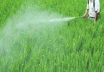 紫薯主产地在哪（今年种什么品种的紫薯赚钱）