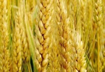 华成865小麦品种介绍
