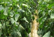 百合花的传说是什么