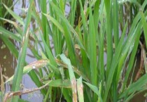 夏季种植菠菜注意事项