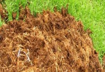 玉米地应该如何整地（玉米的整地技术）
